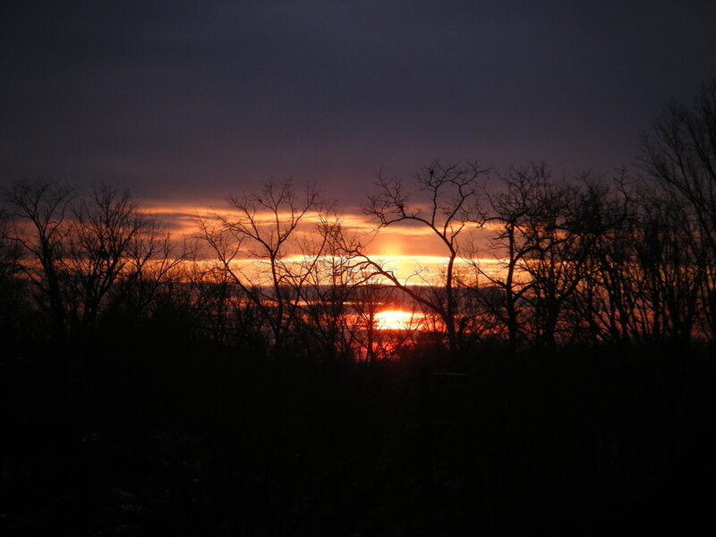 sunset through bare trees