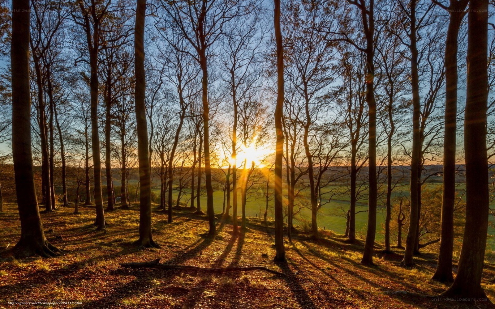 Sunset through bare trees