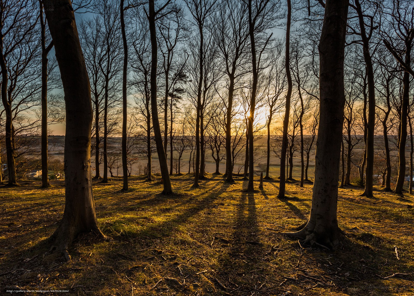 Sunset through bare trees