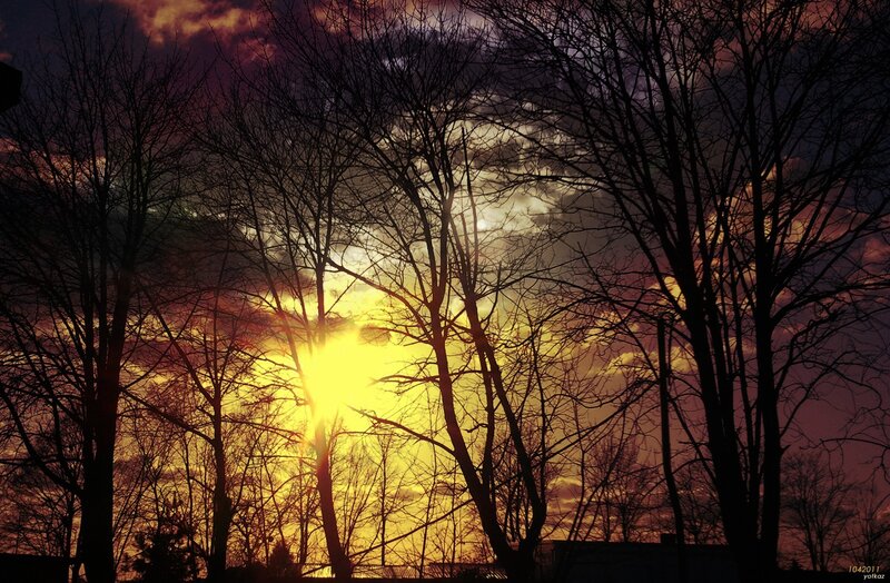 Sunset through bare trees