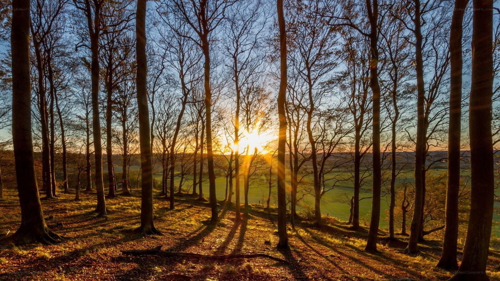 Sunset through bare trees