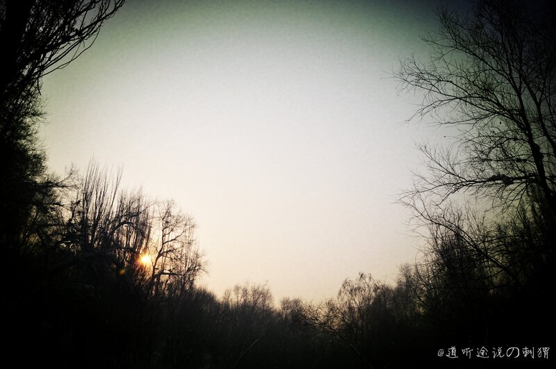 Sunset through bare trees