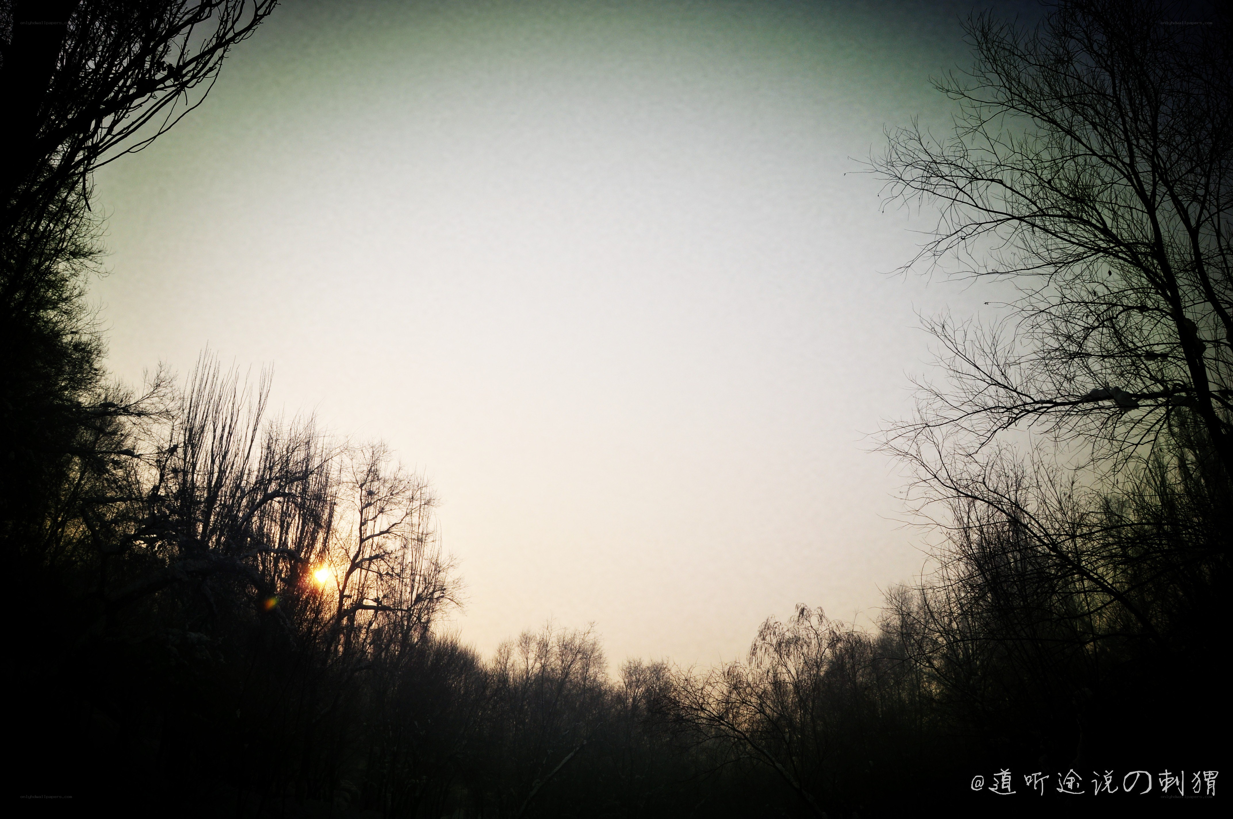 Sunset through bare trees