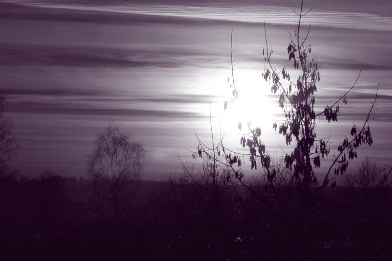 Sunset through bare trees