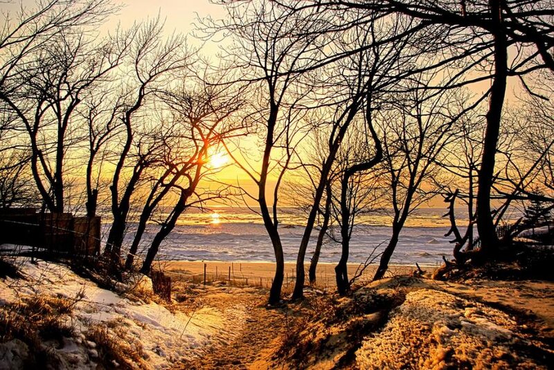 Sunset Through Bare Trees — Gold