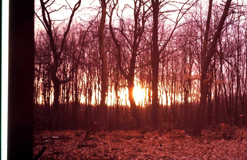 Sunset Through Bare Trees — Red