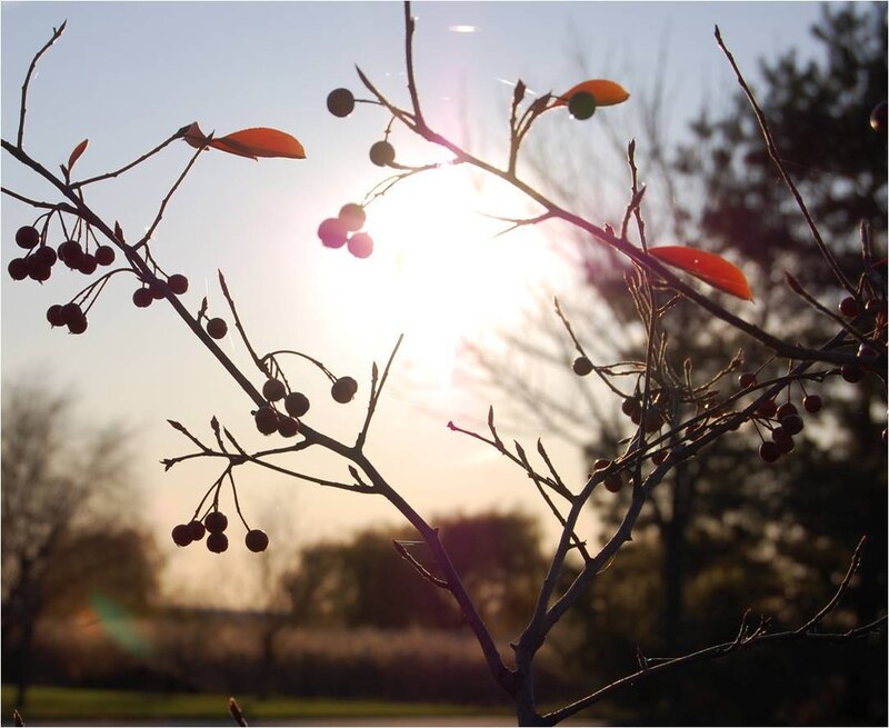 Sunset through berry branches