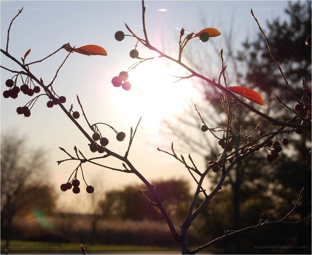 Sunset through berry branches