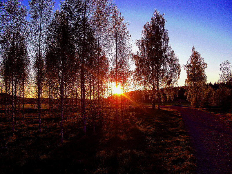 Sunset Through Birch Trees — Blue