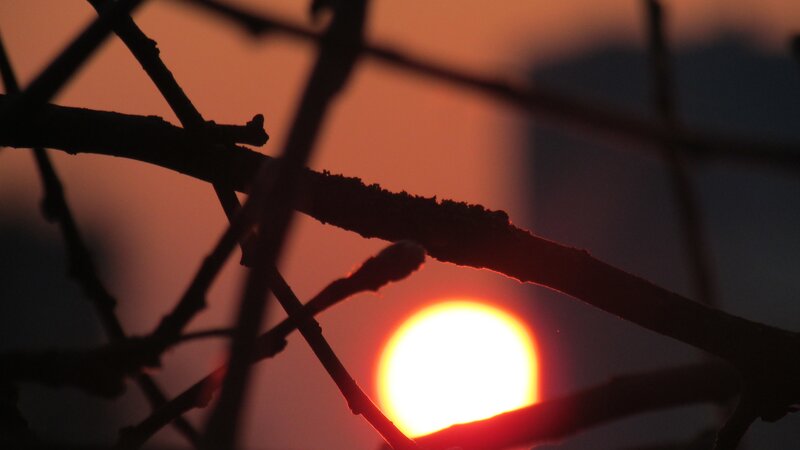 Sunset Through Branches — Orange