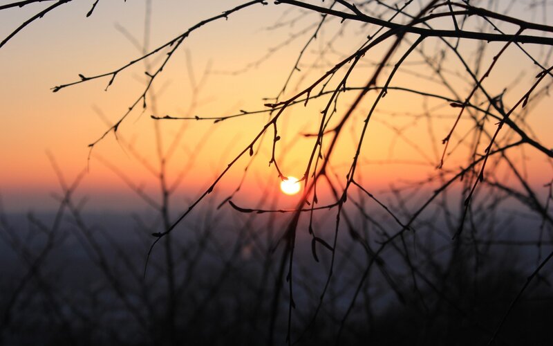 Sunset Through Branches