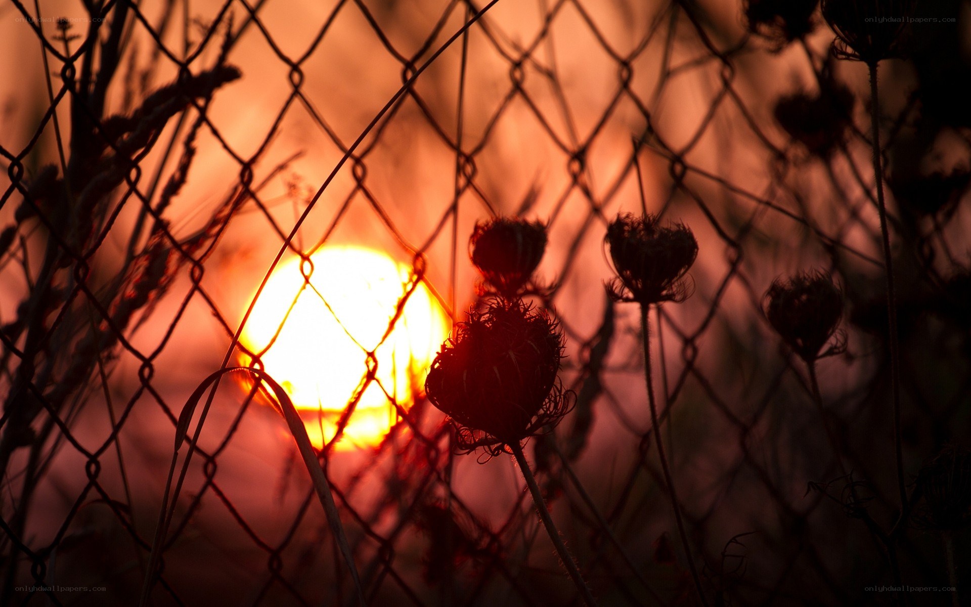 Sunset through chain-link fence
