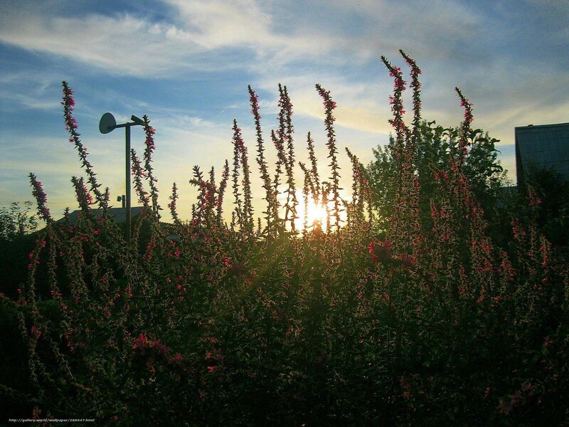 Sunset through flowering plants