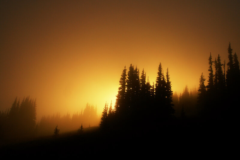 Sunset through forest mist