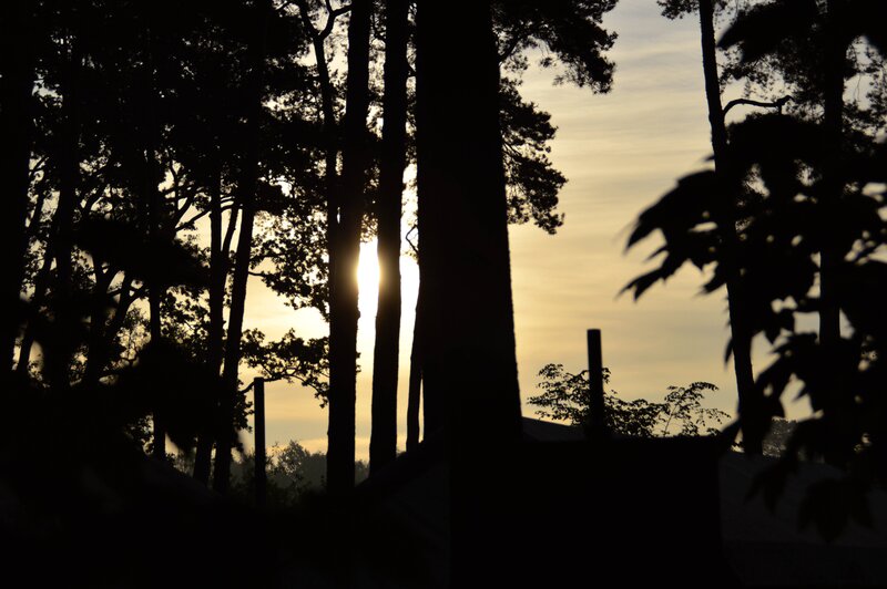 Sunset through forest silhouettes