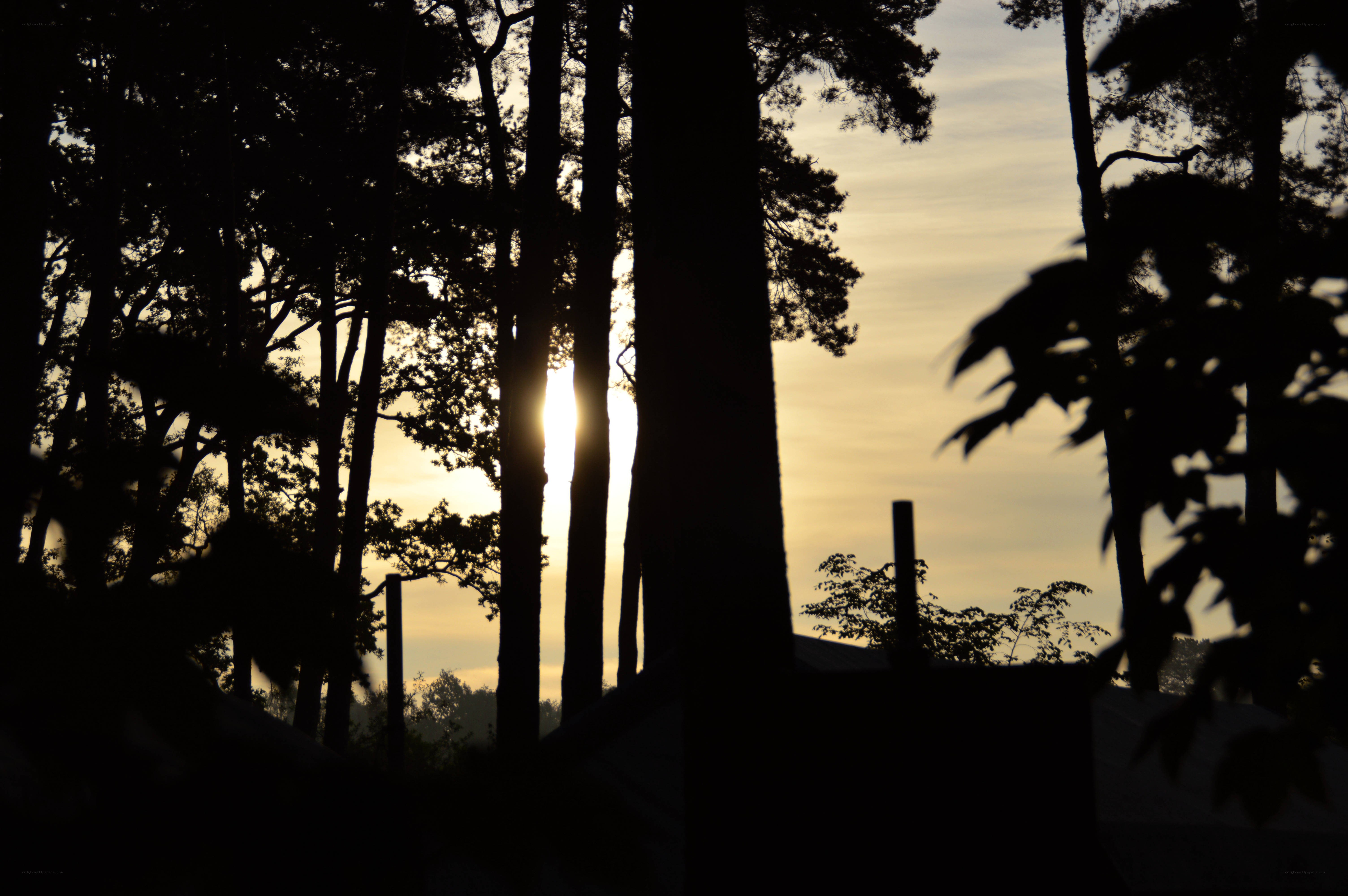 Sunset through forest silhouettes