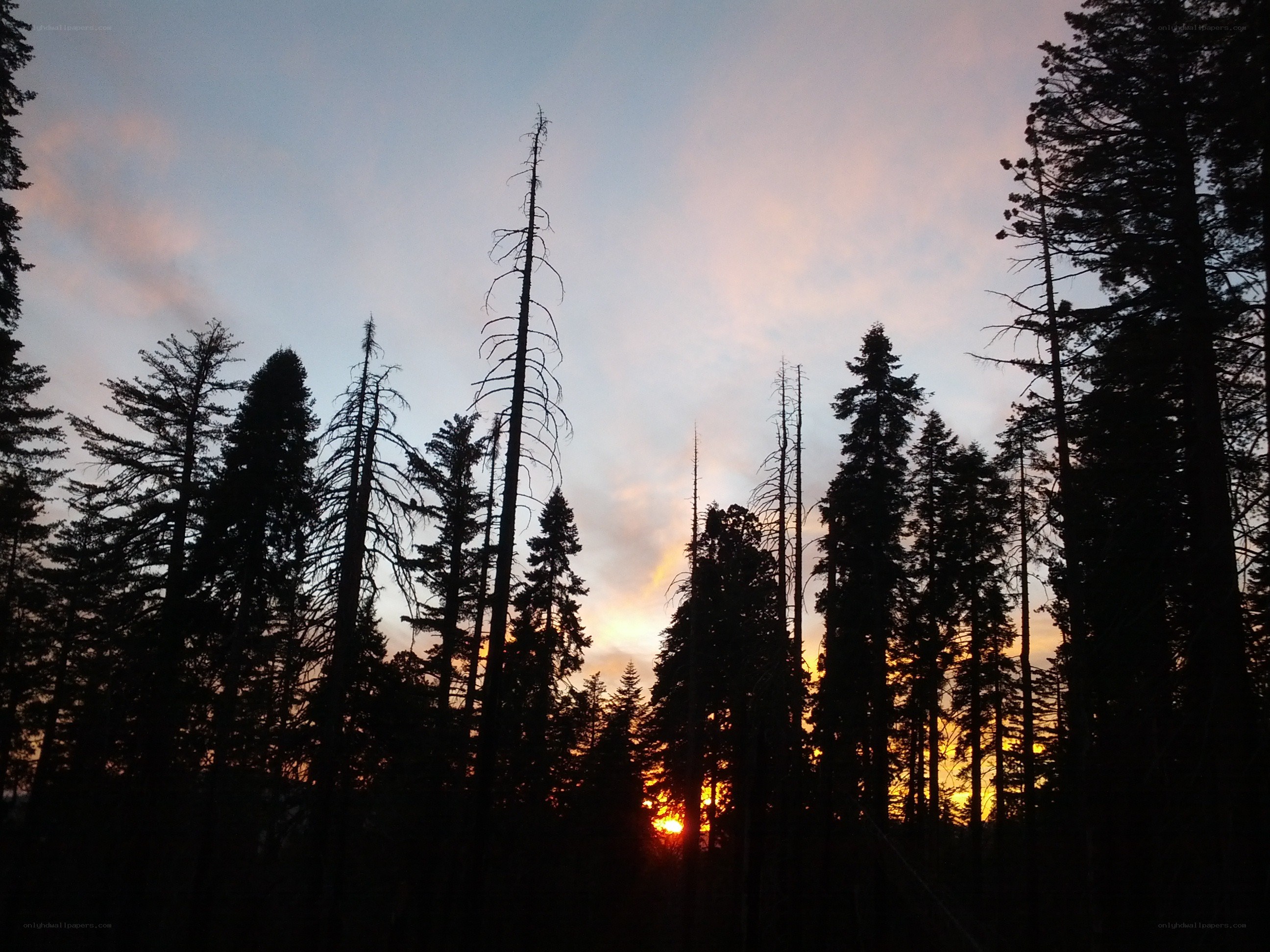 Sunset through forest silhouettes