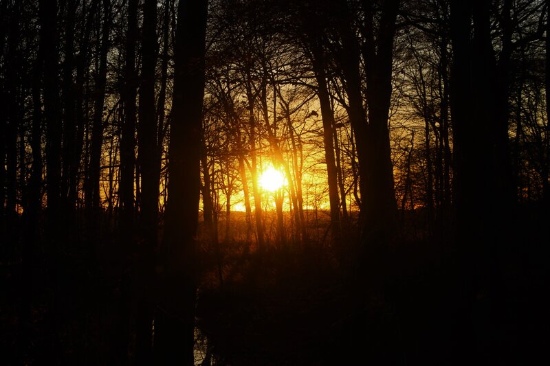 Sunset Through Forest