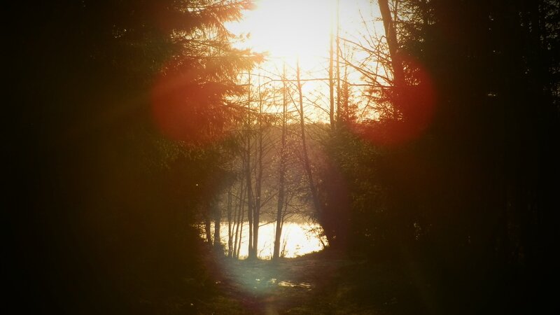 Sunset through forest trees