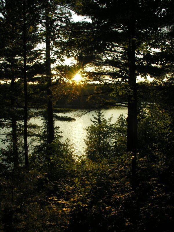 Sunset through forest trees