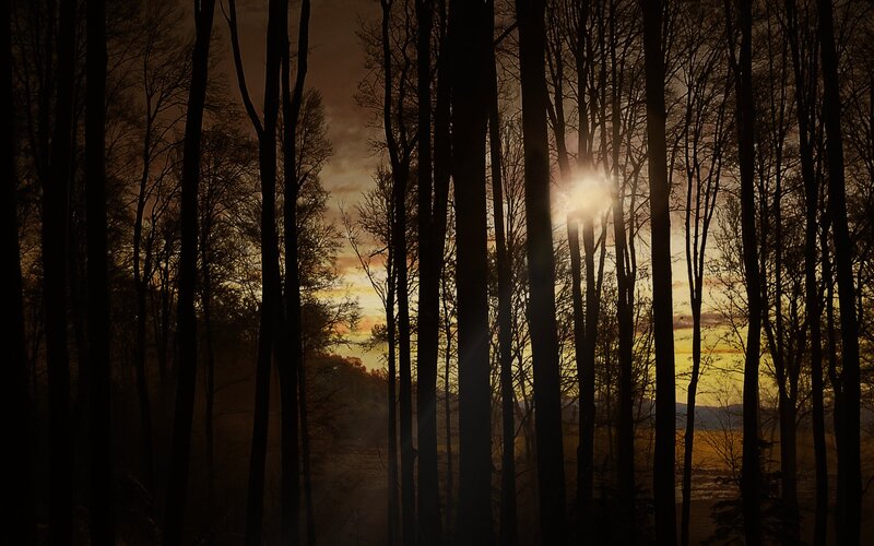 Sunset through forest trees