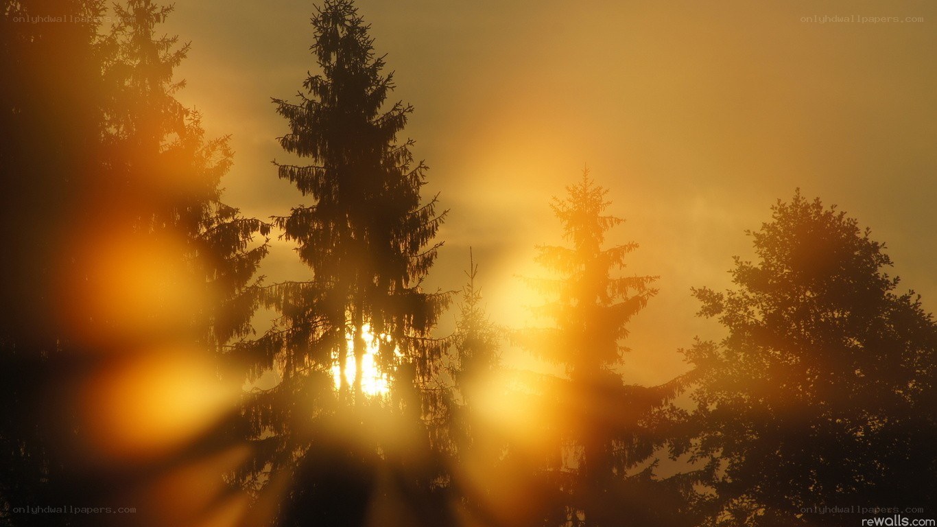 Sunset through forest trees