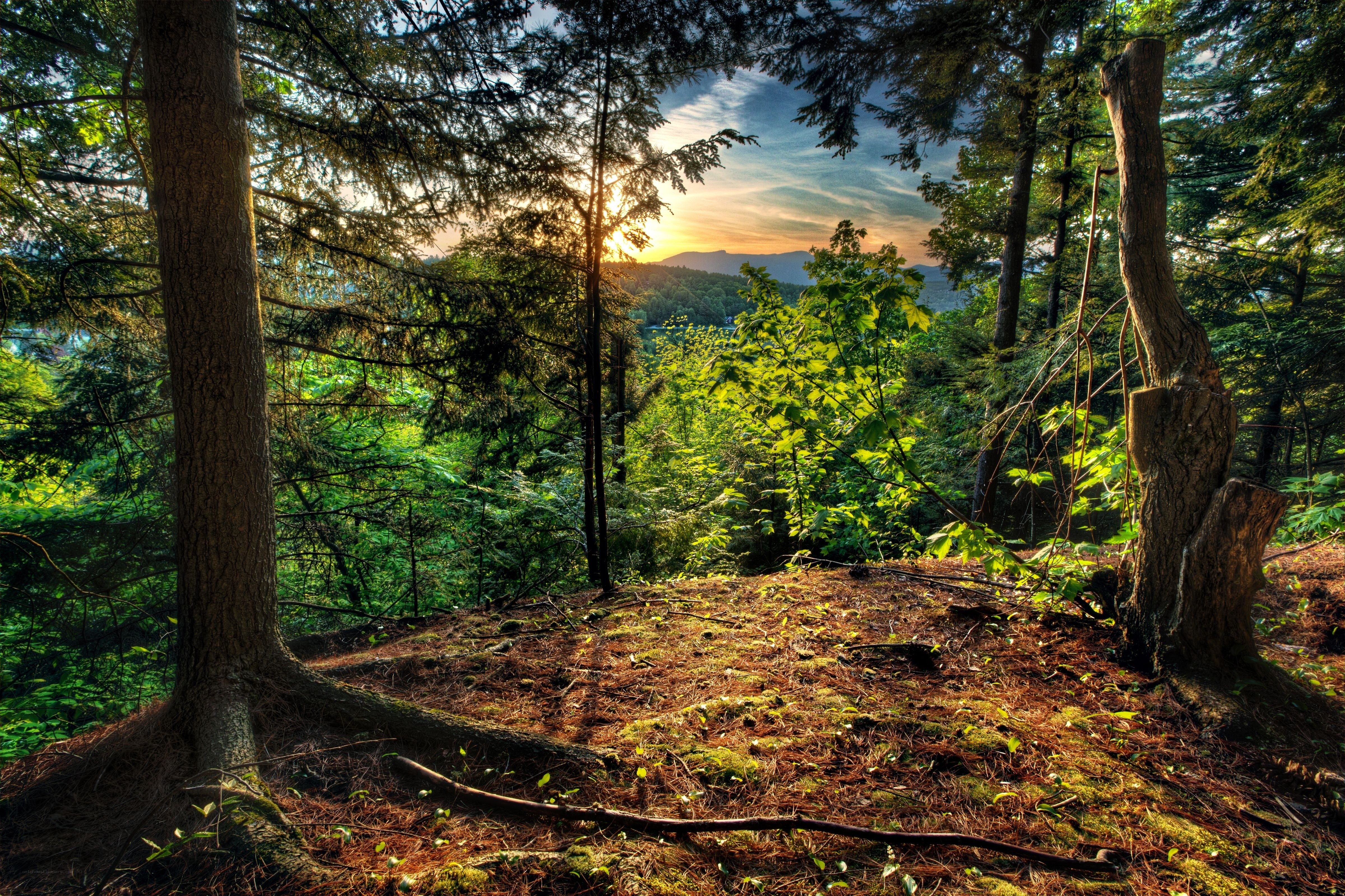 Sunset through forest trees