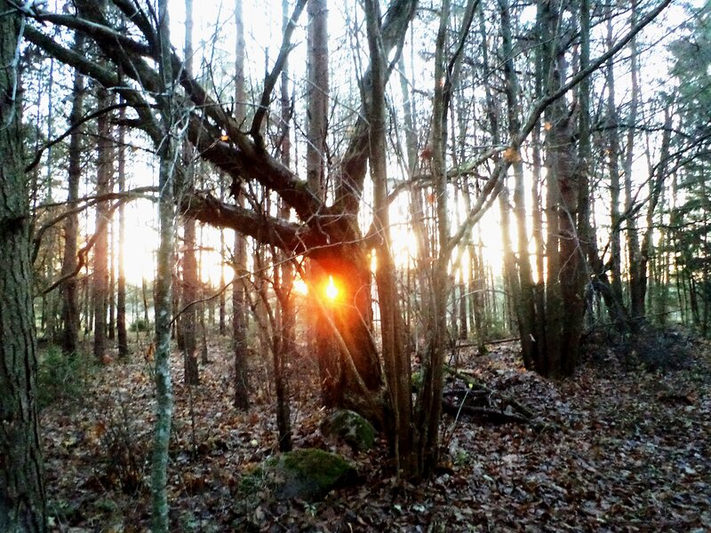 Sunset Through Forest Trees — Brown