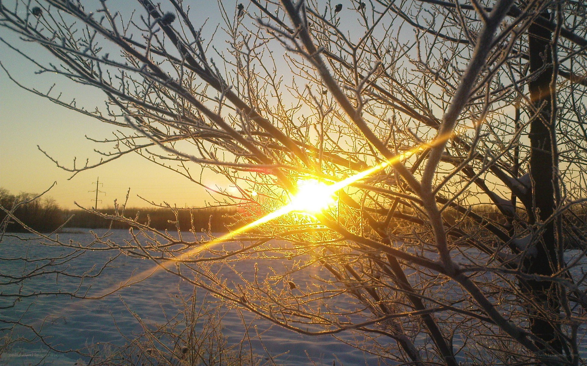 Sunset through frosty branches