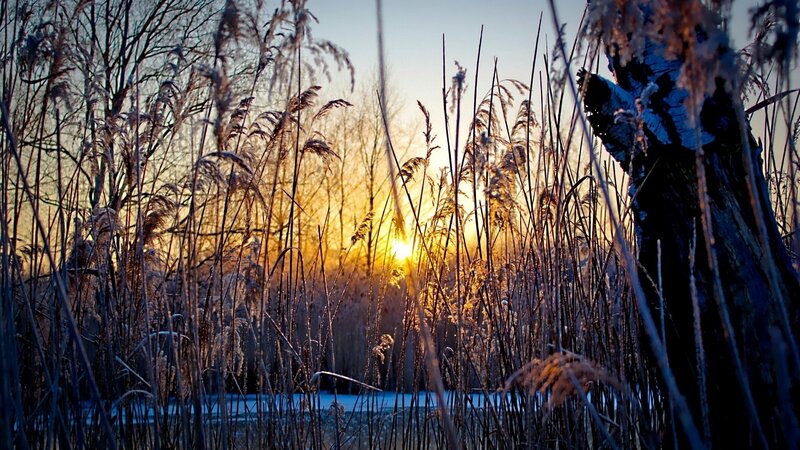 Sunset through frosty reeds