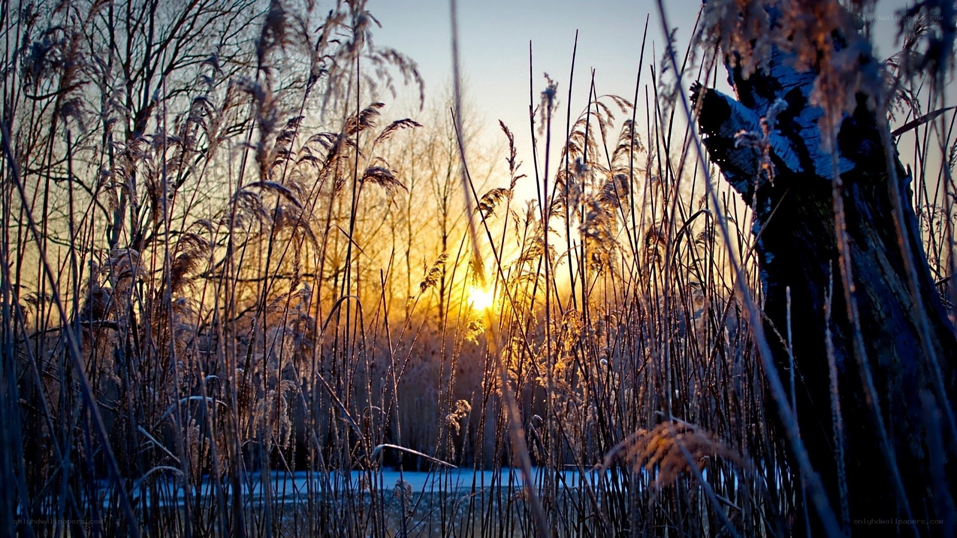 Sunset through frosty reeds