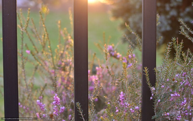 Sunset through garden fence