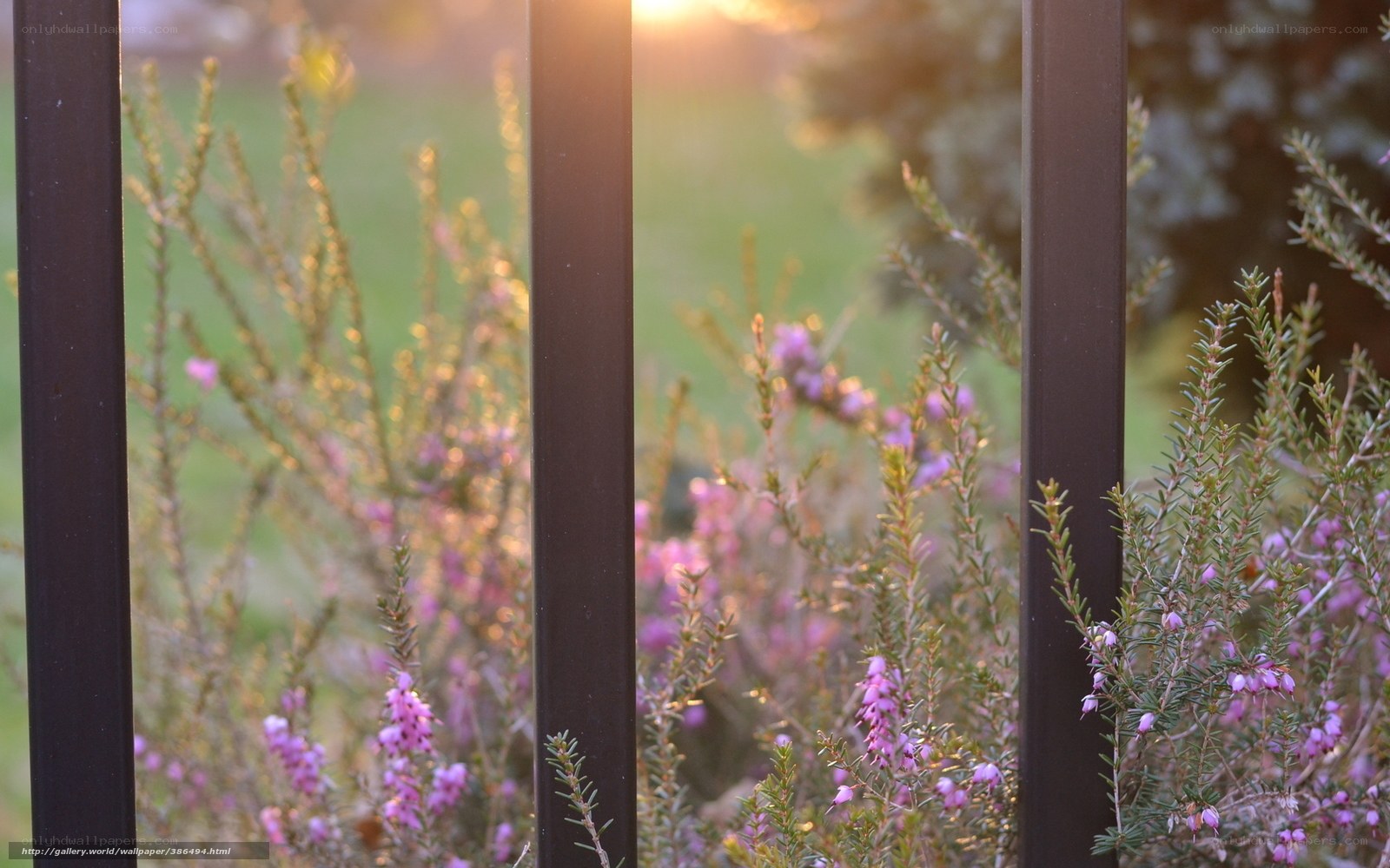 Sunset through garden fence