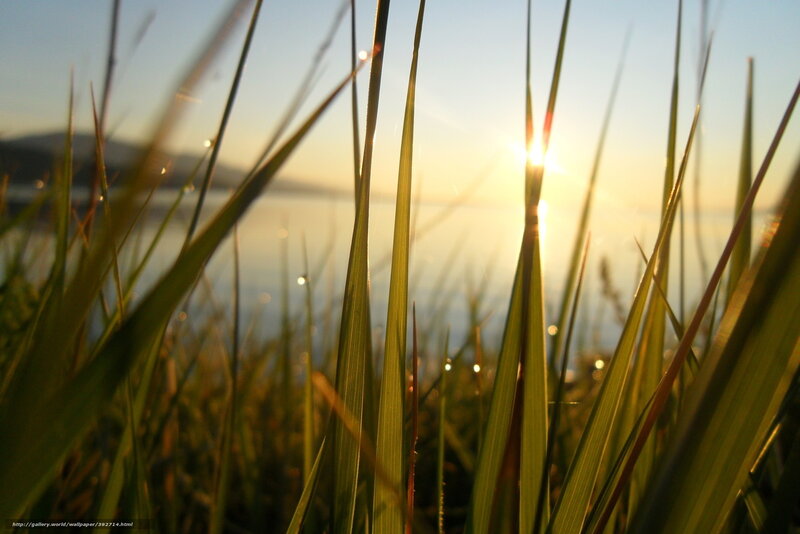 Sunset through grass blades