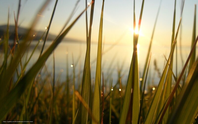 Sunset through grass blades