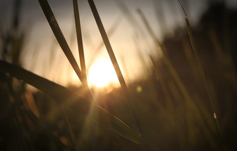 Sunset through grass blades