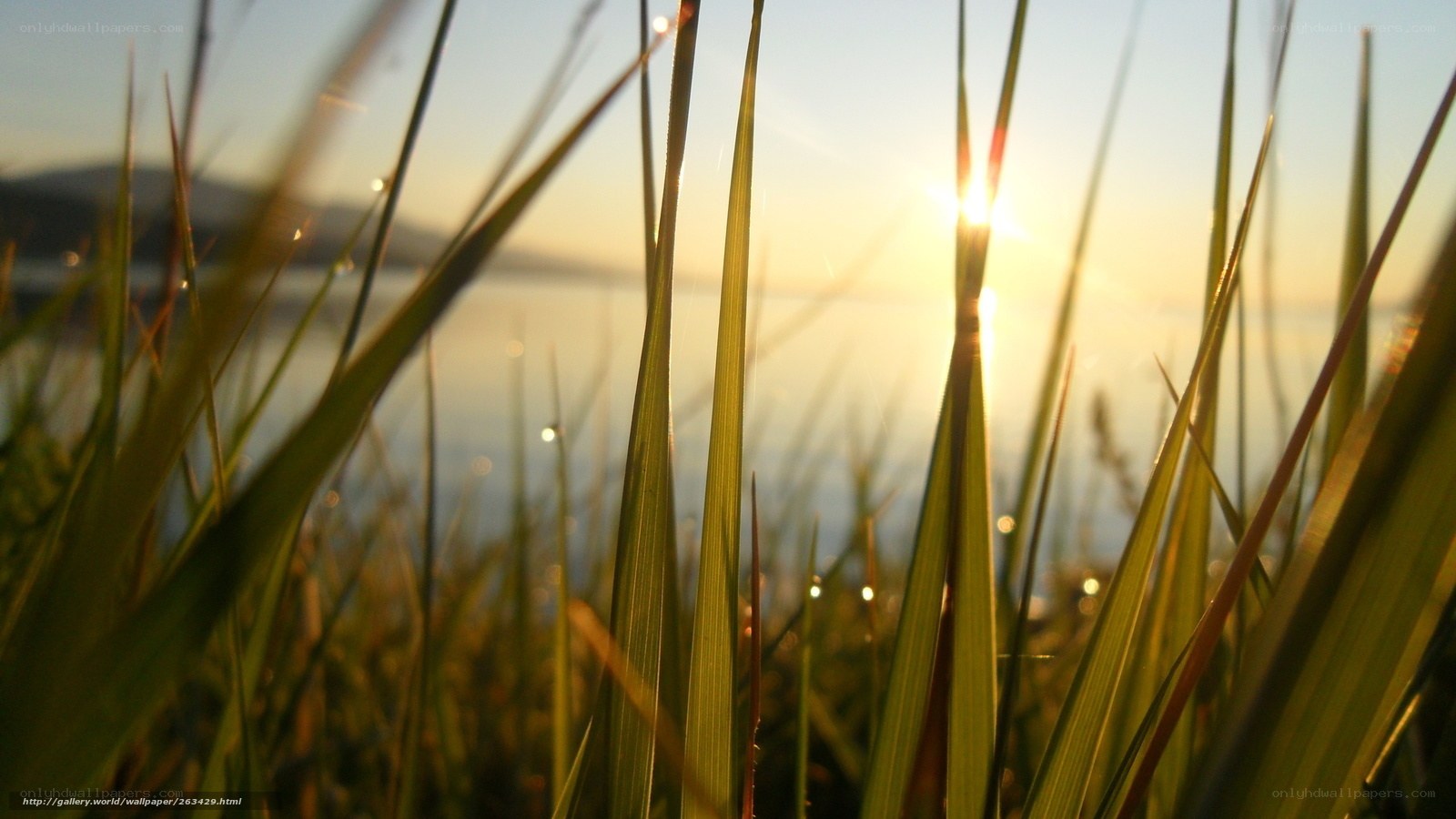 Sunset through grass blades