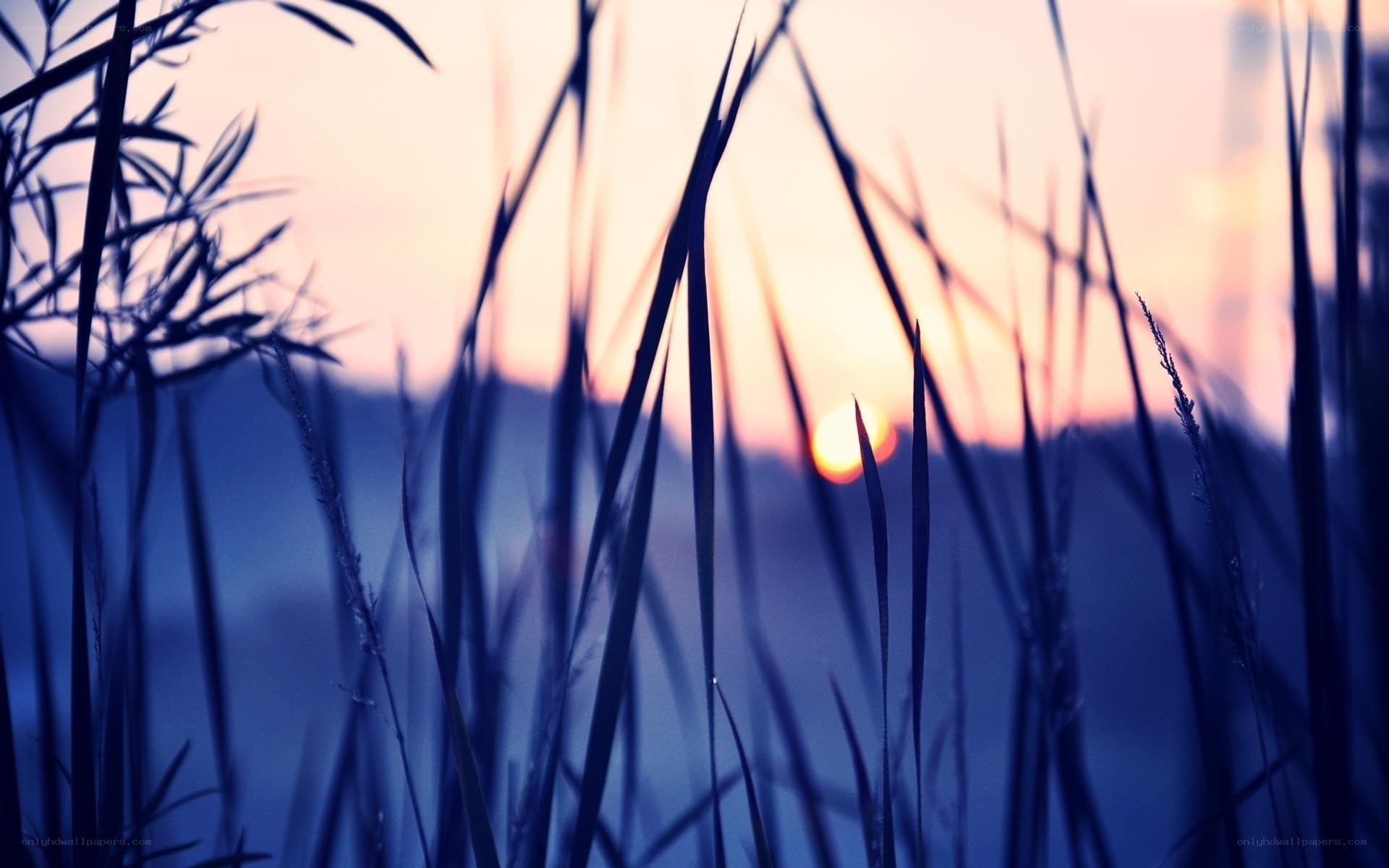 Sunset through grass silhouette