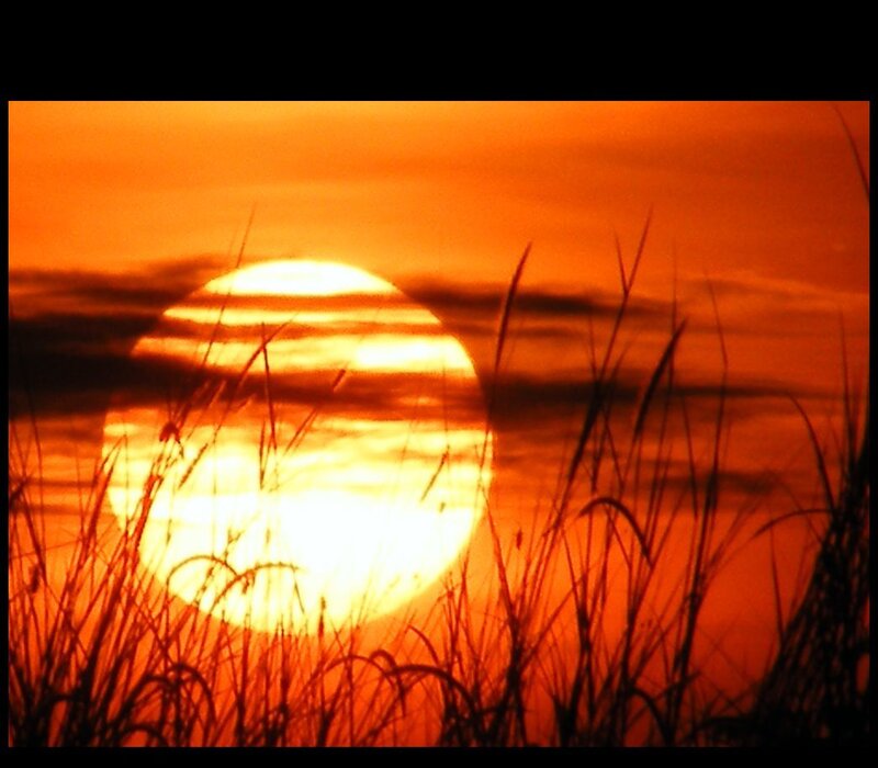 Sunset through grass silhouette