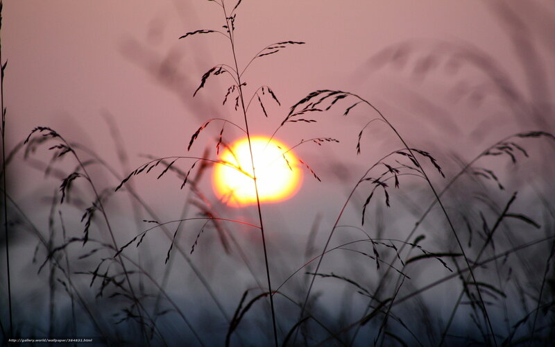 Sunset through grass silhouette