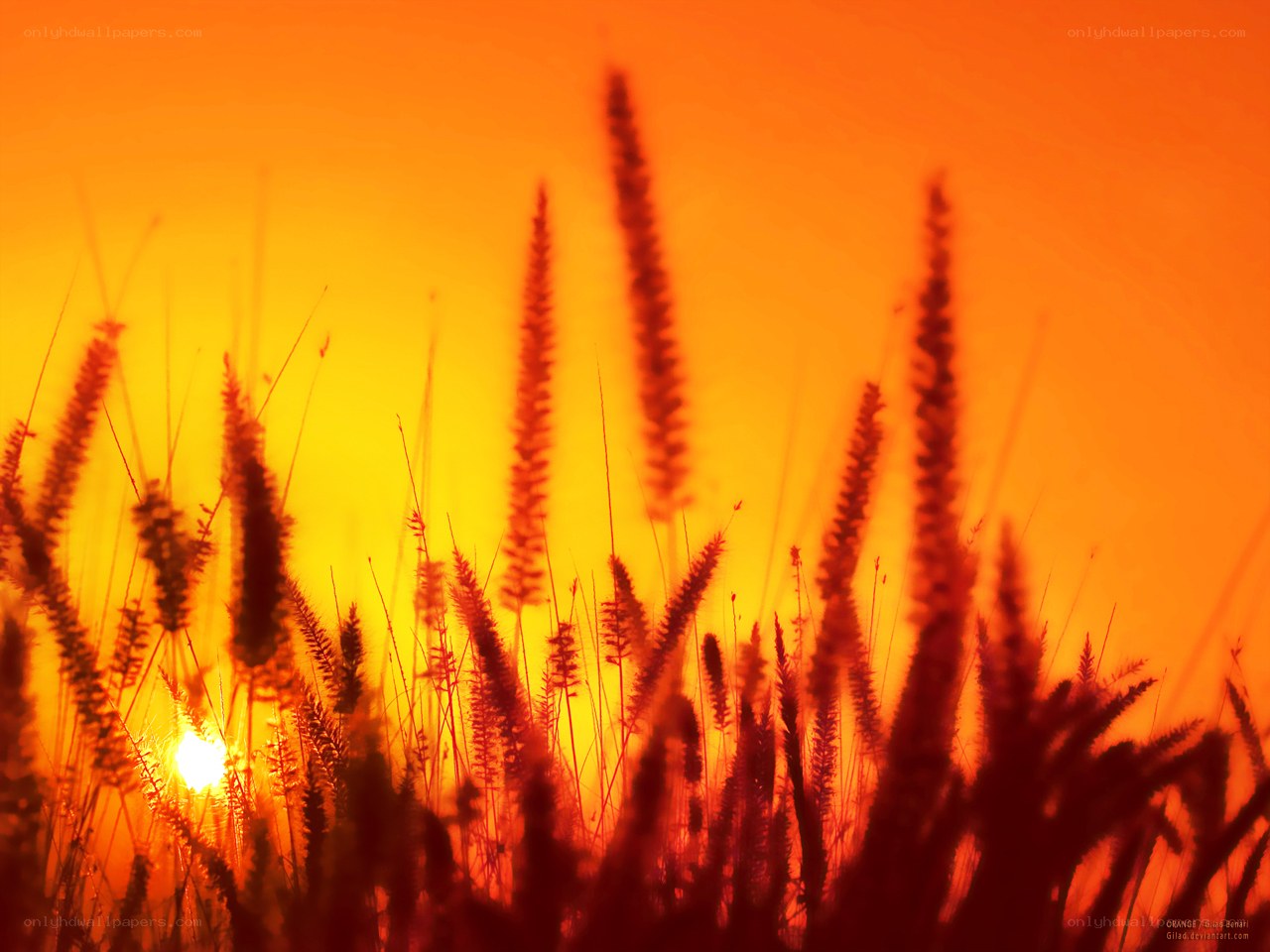 Sunset through grass silhouette
