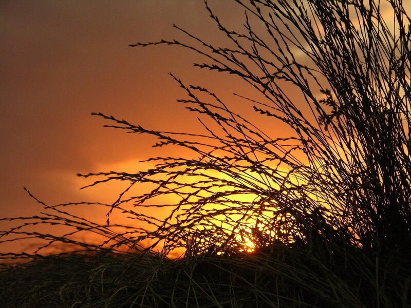 Sunset through grass silhouette