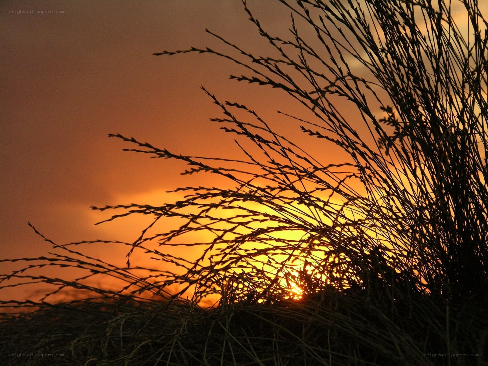 Sunset through grass silhouette