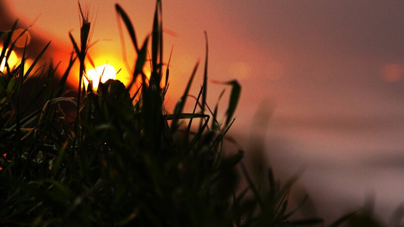 Sunset through grass silhouette