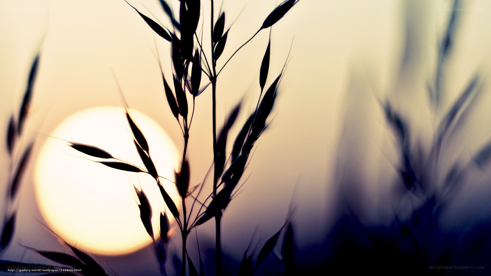 Sunset through grass silhouette