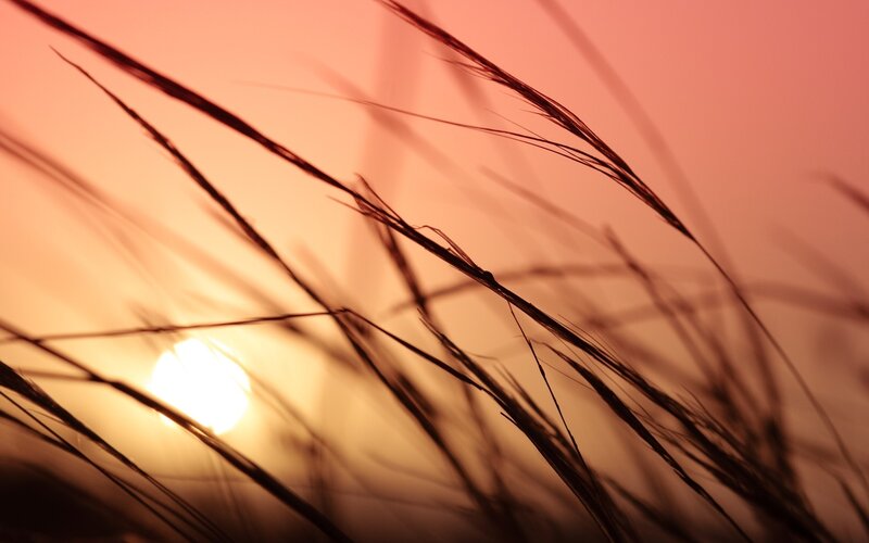 Sunset through grass silhouettes