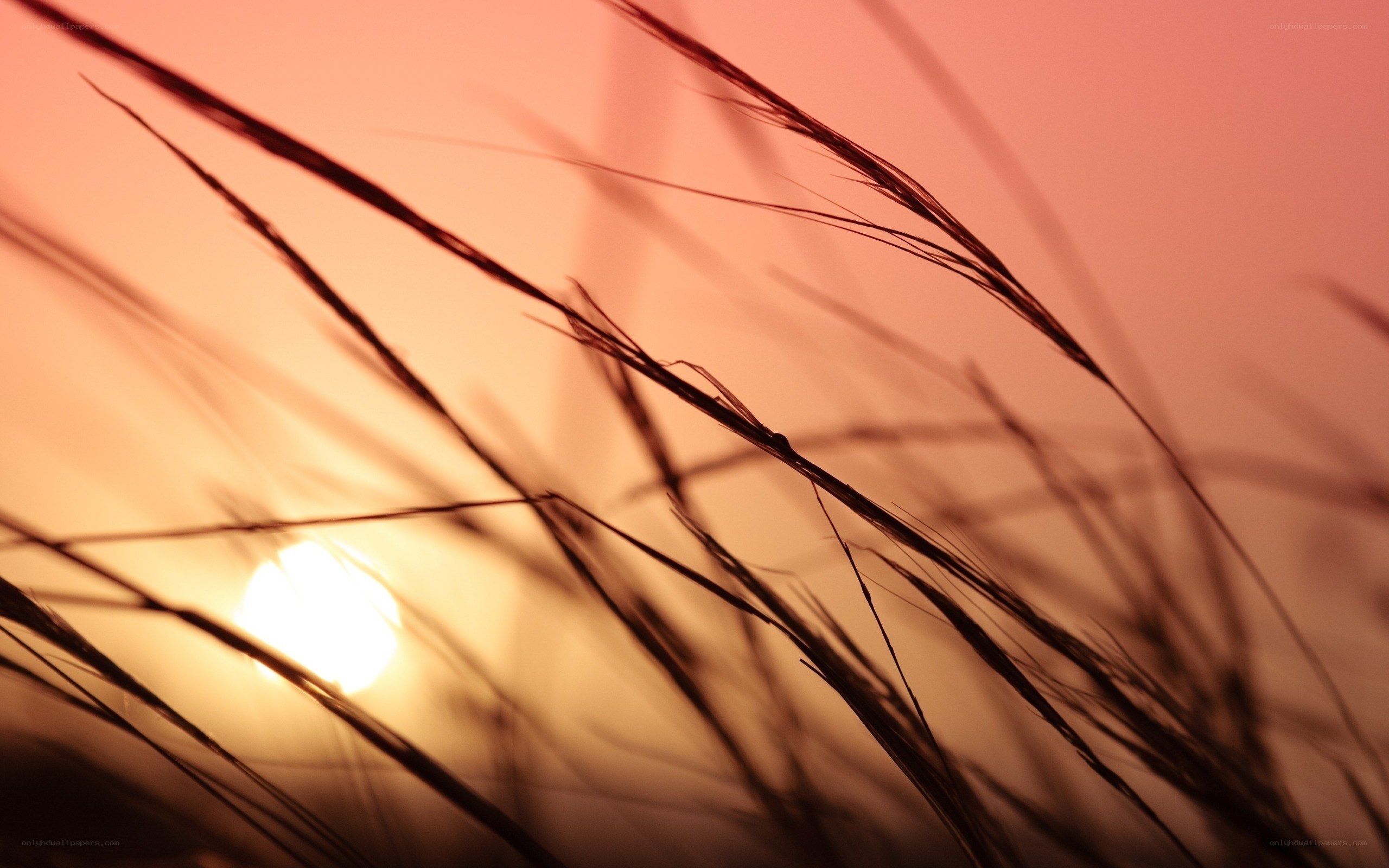 Sunset through grass silhouettes