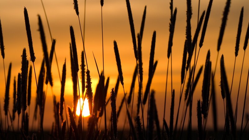Sunset through grass silhouettes