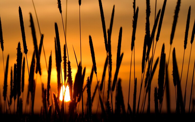 Sunset through grass silhouettes