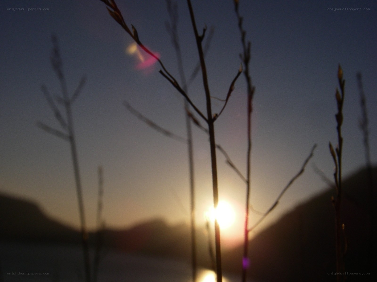 Sunset through grass silhouettes